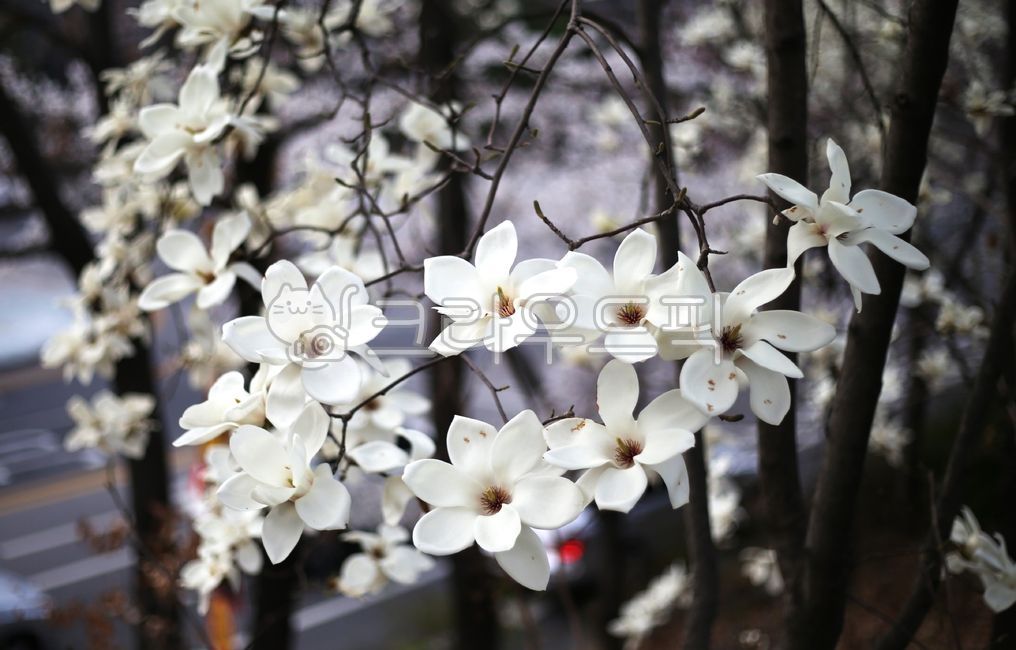 Magnolia,magnolia flower,spring flower,spring blooming flower,spring flower festival,flower festival,white flower,spring,flower