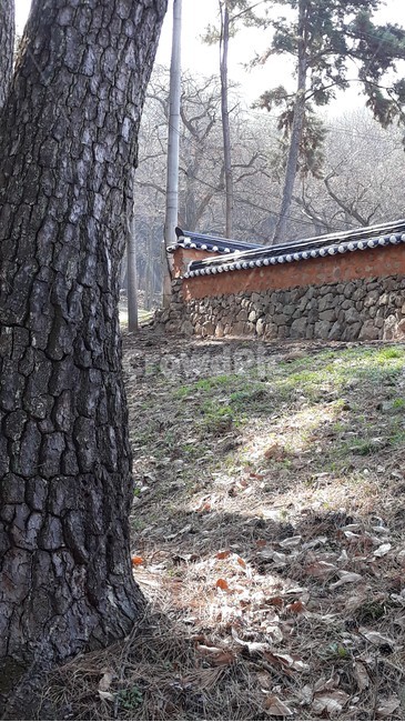 나무,세월,봄볕,담,기와