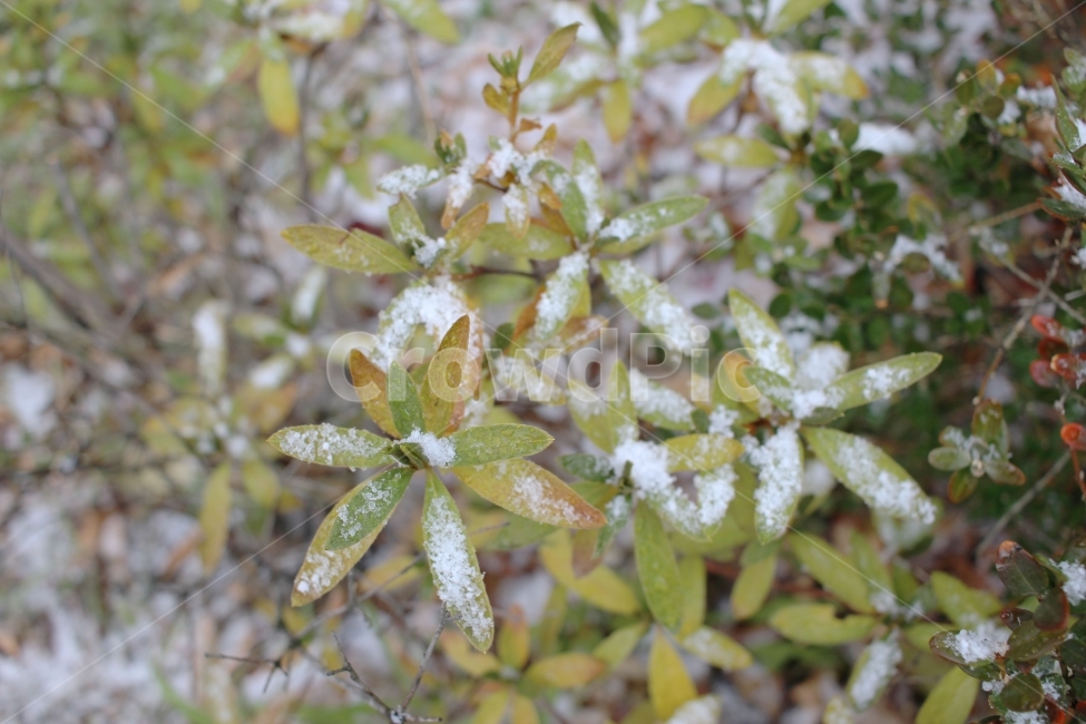 겨울,눈,추위,낙엽,식물,나무,잎,하얀색,갈색,강추위,폭설,눈꽃,겨울,계절,winter,season,식물,자연,plants,nature