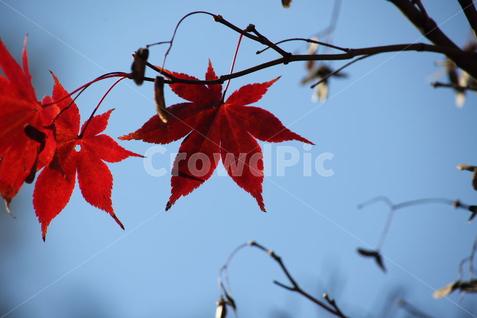 단풍,단풍나무,엽록소,가을,redleaves,가을,계절,fall,autumn,season,식물,자연,plants,nature,leaf,잎,plant,tree,나무