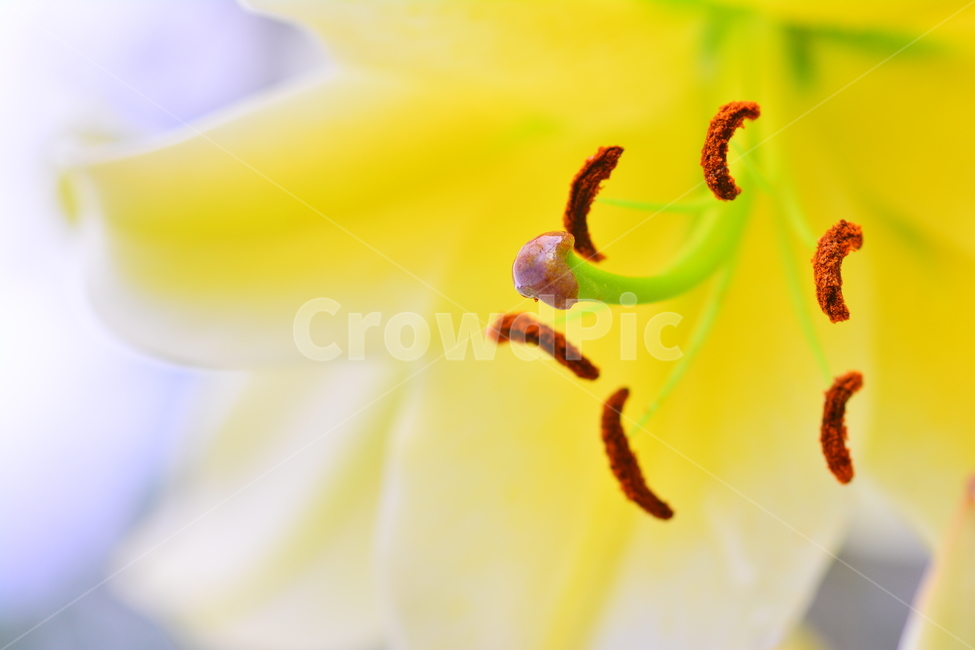 감성,꽃,백합,아름다운,향기,뷰티풀,flowers,beautiful,macro,closeup,마크로,접사,클로즈업,수술,암술,꽃잎,우아한,꽃밥,노랑색꽃,yellow,화단,화초,식물,초본,식물,자연,plants,nature,꽃,flower