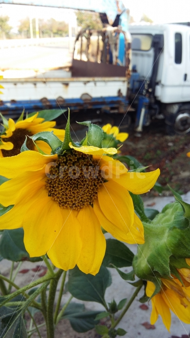 해바라기,시골,가을,꽃,가을꽃,들판,시골전경,자연,식물,자연,plants,nature,꽃,flower