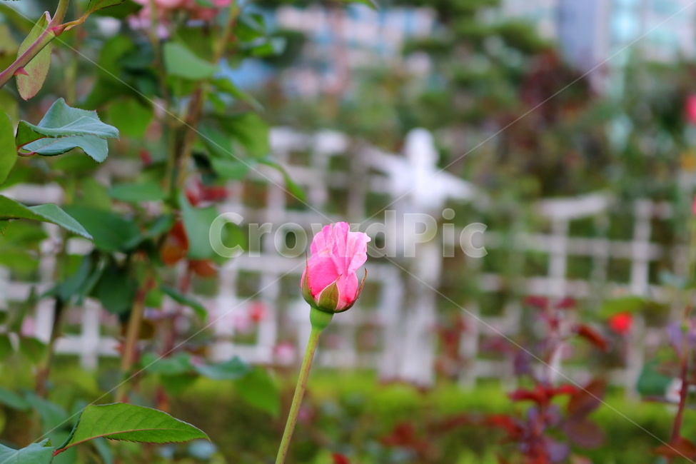 장미,장미꽃,꽃,식물,자연,보니카,꽃밭,분홍꽃,관상용,식물,자연,plants,nature,꽃,flower