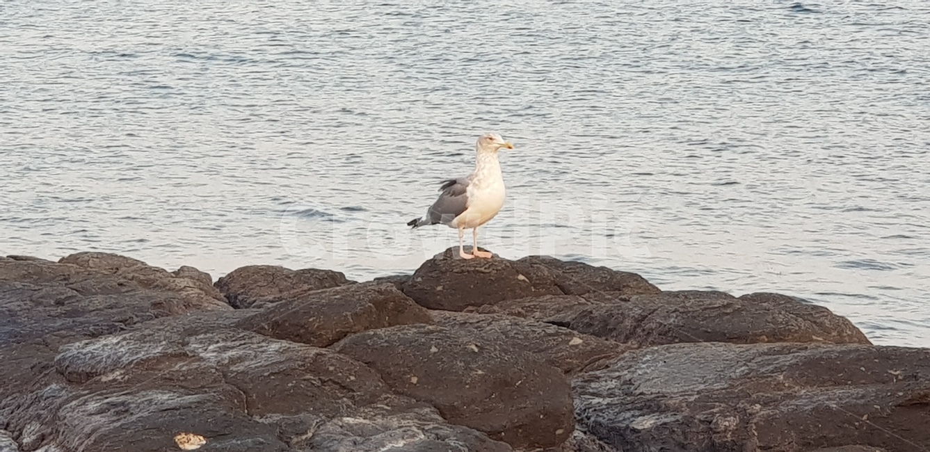 갈매기,우두커니,멍하다,새,bird
