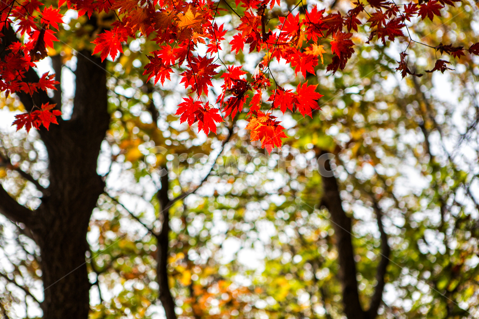 단풍,가을,빨간단풍,나무,잎,알록달록,가을,계절,fall,autumn,season,자연,풍경,nature,landscape,식물,plants,나무,trees,wood,leaf,plant,tree