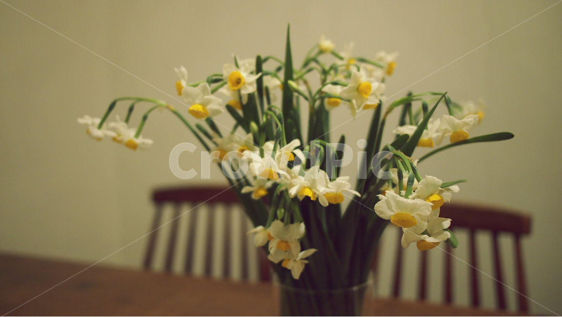 수선화,꽃,하얀꽃,감성사진,자연,식물,자연,plants,nature,꽃,flower,실내용화초,화분,화초,house plant,인테리어,실내디자인,interior design