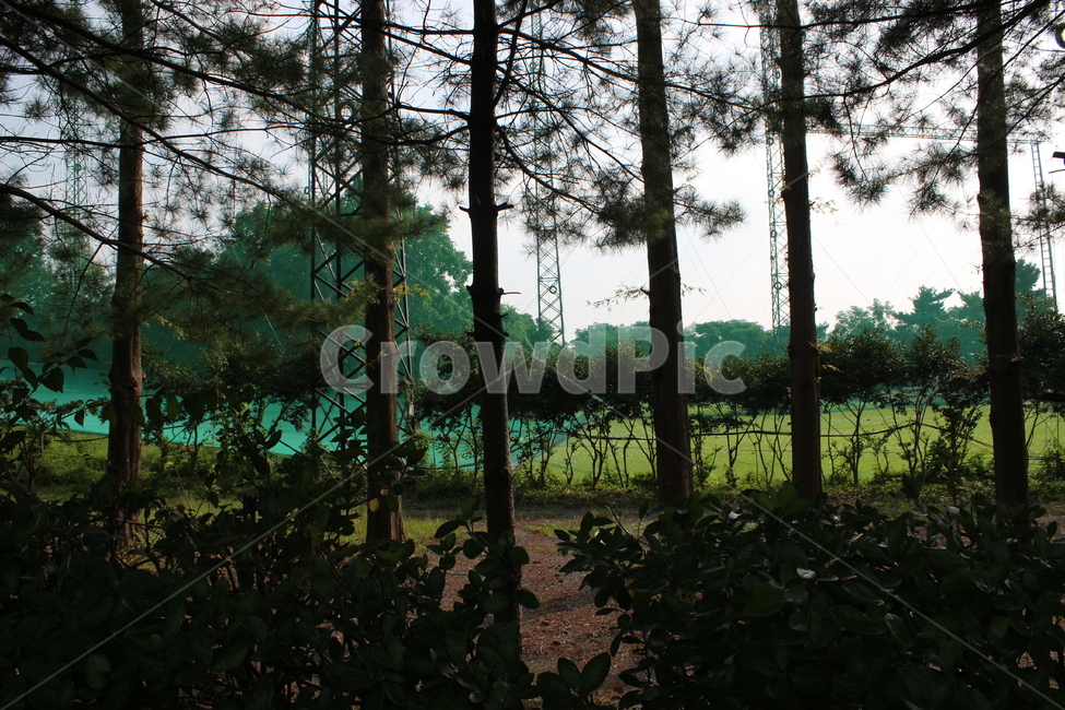 tree,flare,플레어,plant,light,빛,식물,나무,잎사귀,잎