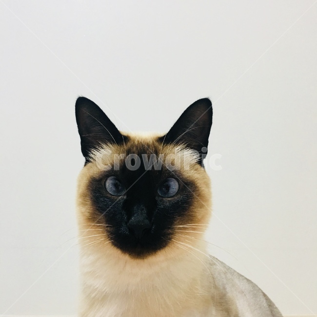 고양이,야옹이,샴,샴고양이,반려동물,반려고양이,애완동물,cat,neko,동물,동물,animal,포유류,mammal,고양이,cat,kitten,kitty