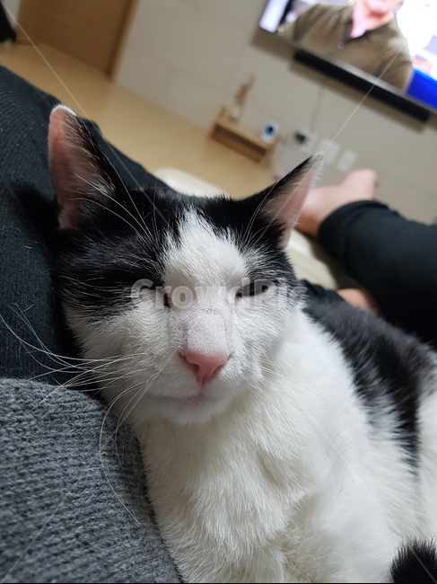 고양이,코숏,검정색,하얀색,꼬리,핑크,귀,cute,animal,cat,동물,animal,포유류,mammal,고양이,cat,kitten,kitty