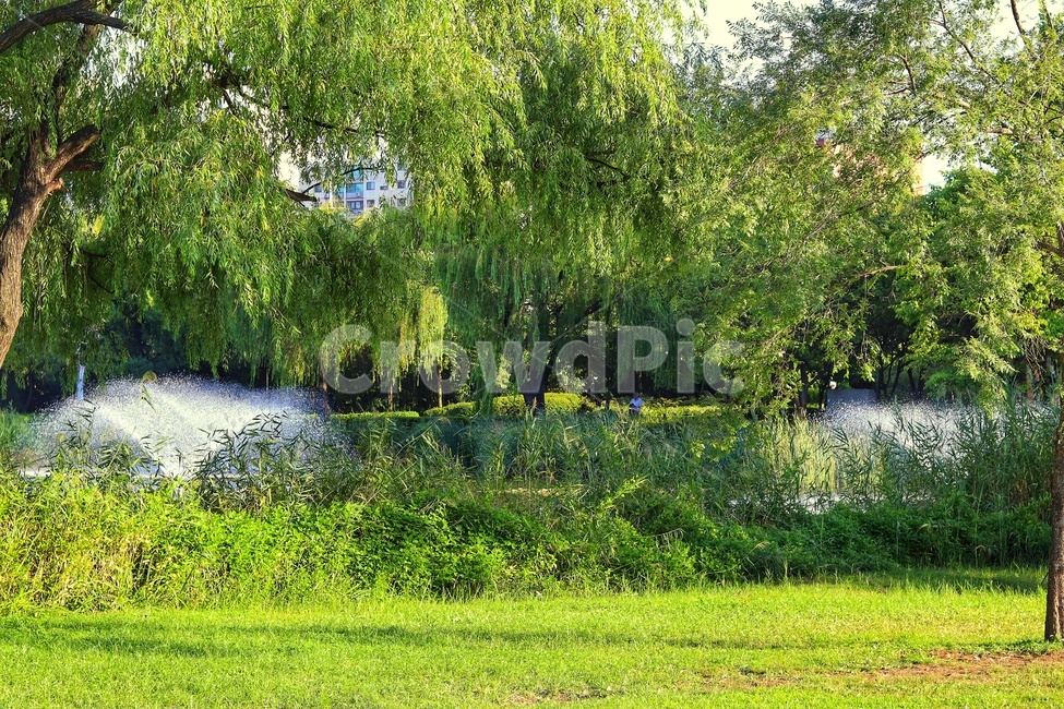 풀,나무,여름,초록,자연,자연,풍경,nature,landscape,tree,plant,식물,outdoors,옥외
