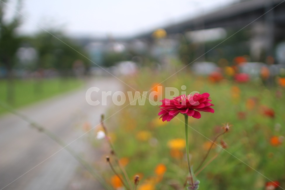 자연,풍경,꽃,가을,길,flower,계절,식물,자연,plants,nature,꽃,flower