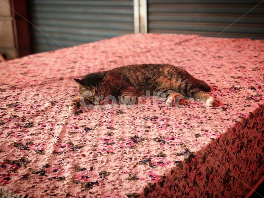 고양이,나비,길고양이,잠자는고양이,잠,나른함,낮잠