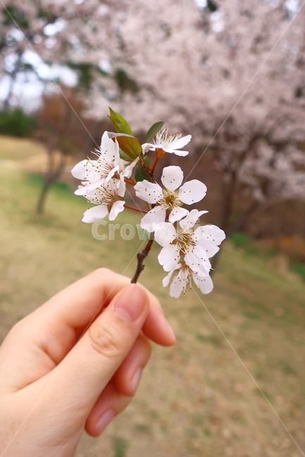 spring,Cherry Blossom,welcome spring,pink flower,flowering