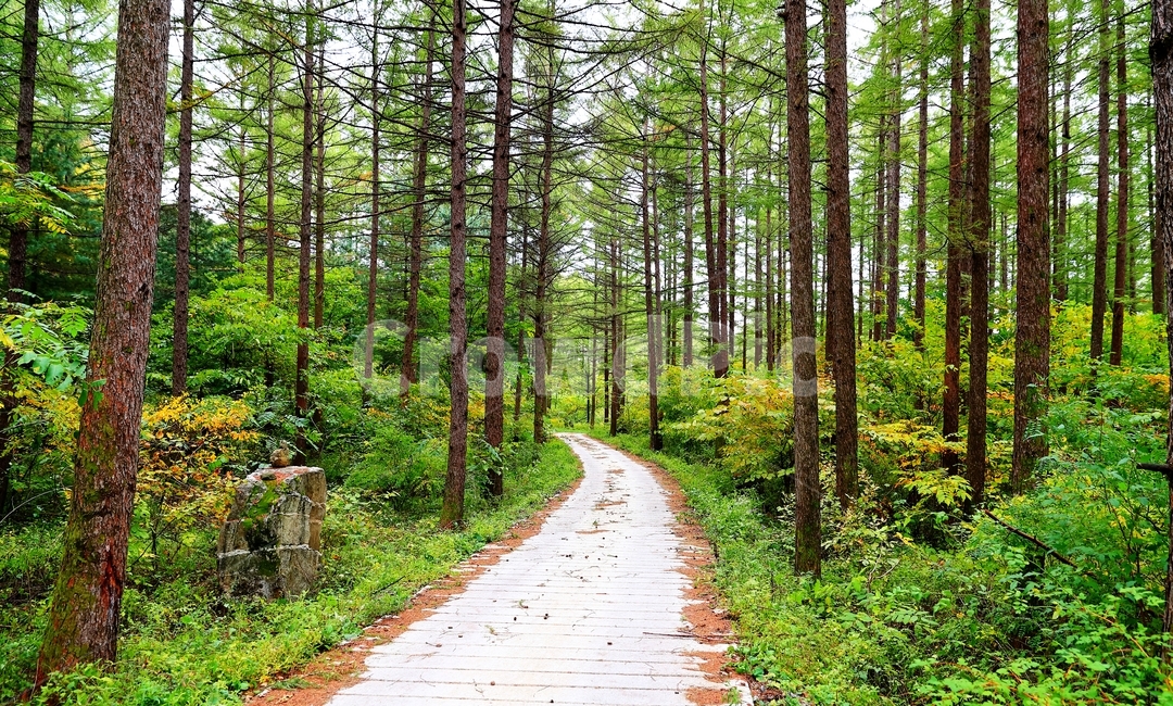 길,산꼬라데이길,망경사길,숲,나무,자연,풍경,nature,landscape,식물,plants,나무,trees,wood,path,통로
