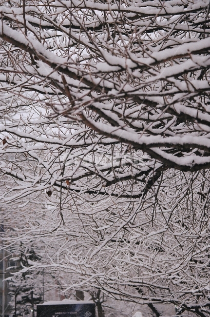눈,겨울,필름카메라,풍경,자연,눈밭,나무,공원,삿포로,겨울,계절,winter,season