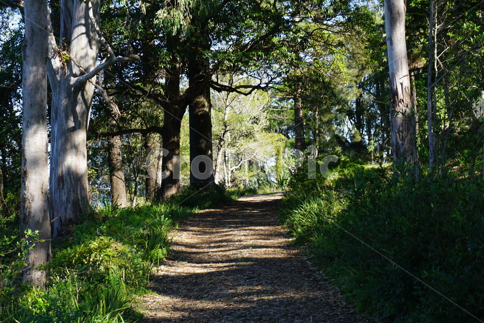 숲길,숲,힐링,초록,forest,forestwalkway,healings,green