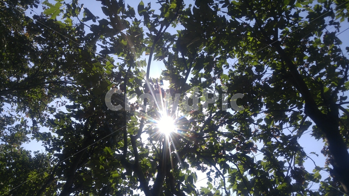 자연,나뭇잎,태양,sun,tree,풍경