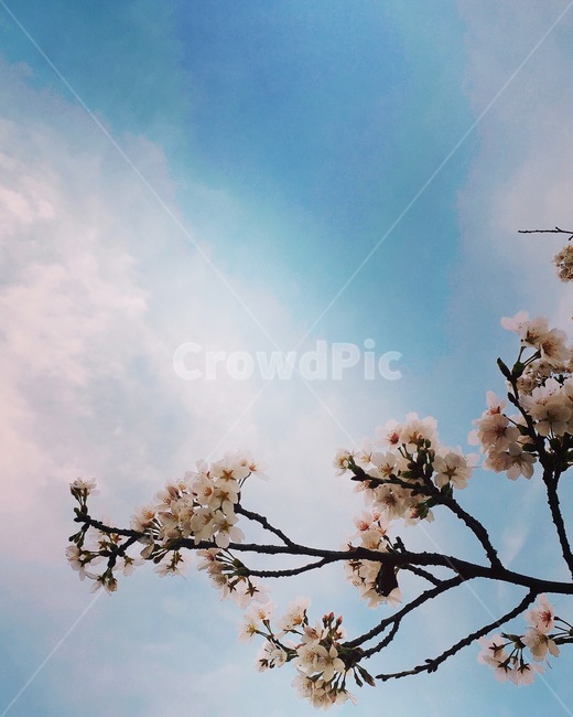 봄,벚꽃,하늘,감성,꽃,봄날,봄,계절,spring,season,식물,자연,plants,nature,꽃,flower,plant