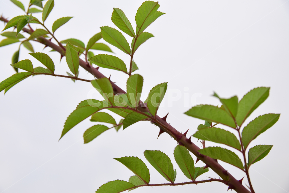 찔레,장미과,가시,찔레나무,녹색,초록,자연,식물,plants,nature