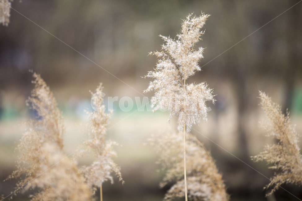 갈대,갈대밭,reed,하천,냇가,가을,억새,억새풀,공원,가든,garden,stream,flamegrass,silvergrass,가을,계절,fall,autumn,season,식물,자연,plants,nature,grass,잔디,plant,lawn