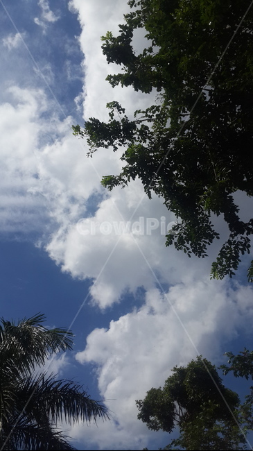 인도네시아,자카르타,하늘,나무,푸른하늘,indonesia,jakarta,blue,bluesky