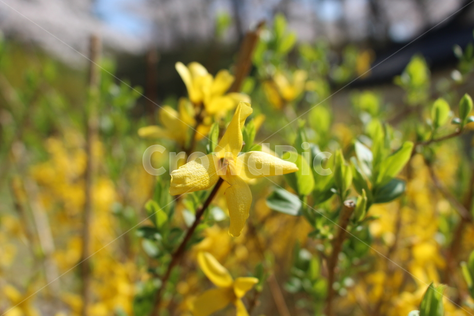 자연,풍경,봄꽃,노란꽃,개나리,식물,자연,plants,nature,꽃,flower