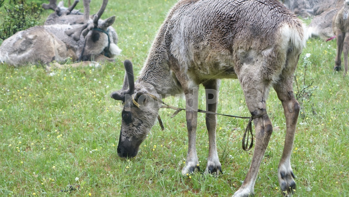 reindeer,forest,grass,숲,순록,animal,tree,나무,green,초록,몽골,초원