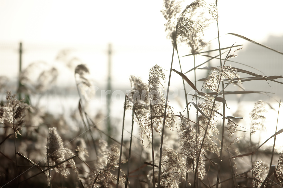 plant,식물,갈대,reed,아침,햇살,가을,계절,fall,autumn,season,식물,자연,plants,nature
