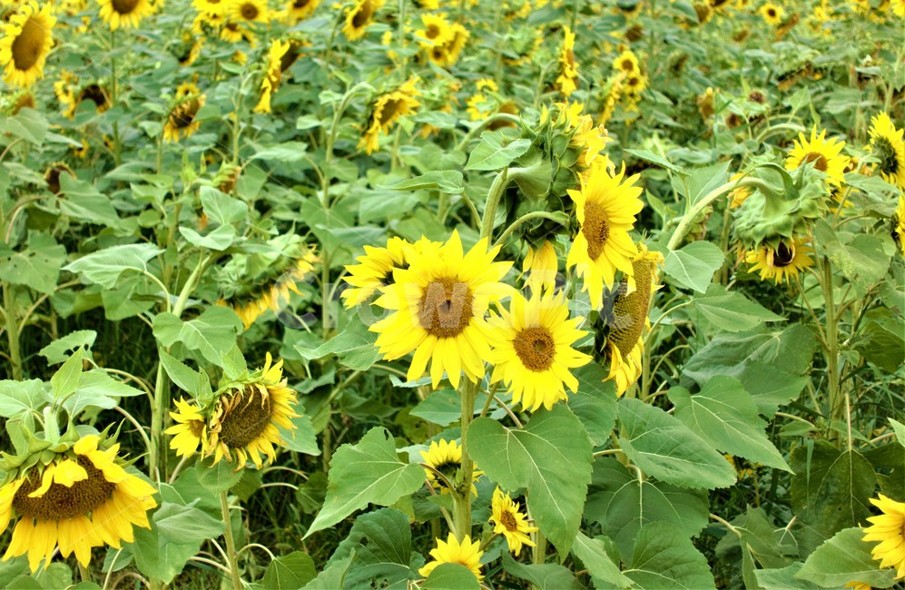 공주,백제문화제,해바라기,해바라기밭,가을,sunflower,풍경,식물,자연,plants,nature,꽃,flower
