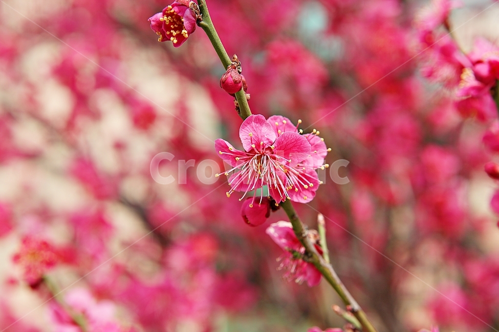 매화,홍매화,매화꽃,꽃,봄꽃,봄,식물,자연,공원,꽃잎,식물,자연,plants,nature,꽃,flower