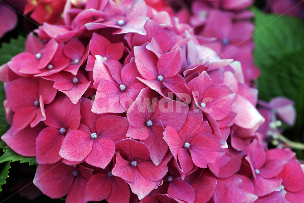 수국,자양화,꽃,화초,flower,식물,관상용,chinesesweetleaf,식물,자연,plants,nature