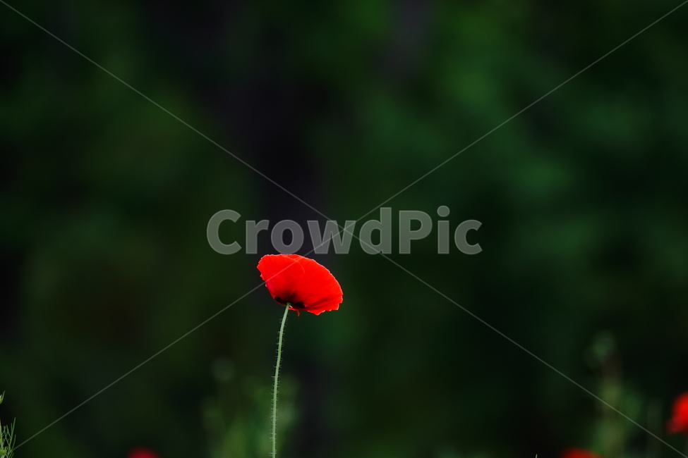 plant,식물,꽃,flower,양귀비,공원,꽃밭,적색,식물,자연,plants,nature,꽃,flower