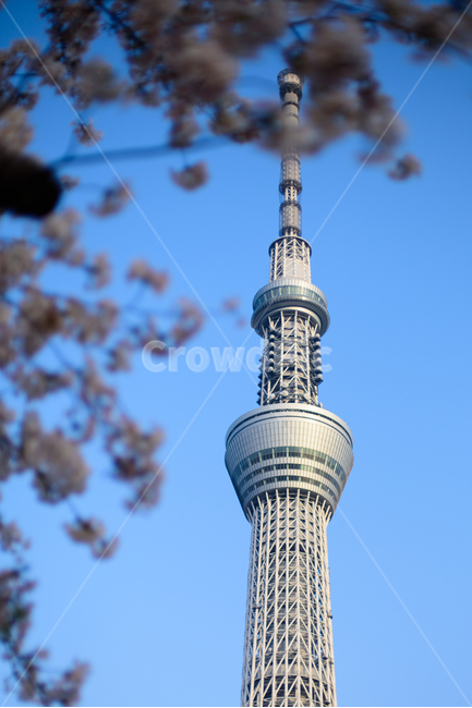 스카이트리,하늘,벚꽃,봄꽃,하늘색,자연,봄,식물,cherryblossom,랜드마크,landmark,tourist attraction,해외,외국,세계,foreign,oversea,world,세계랜드마크,해외랜드마크,외국랜드마크,world landmark,world tourist attraction