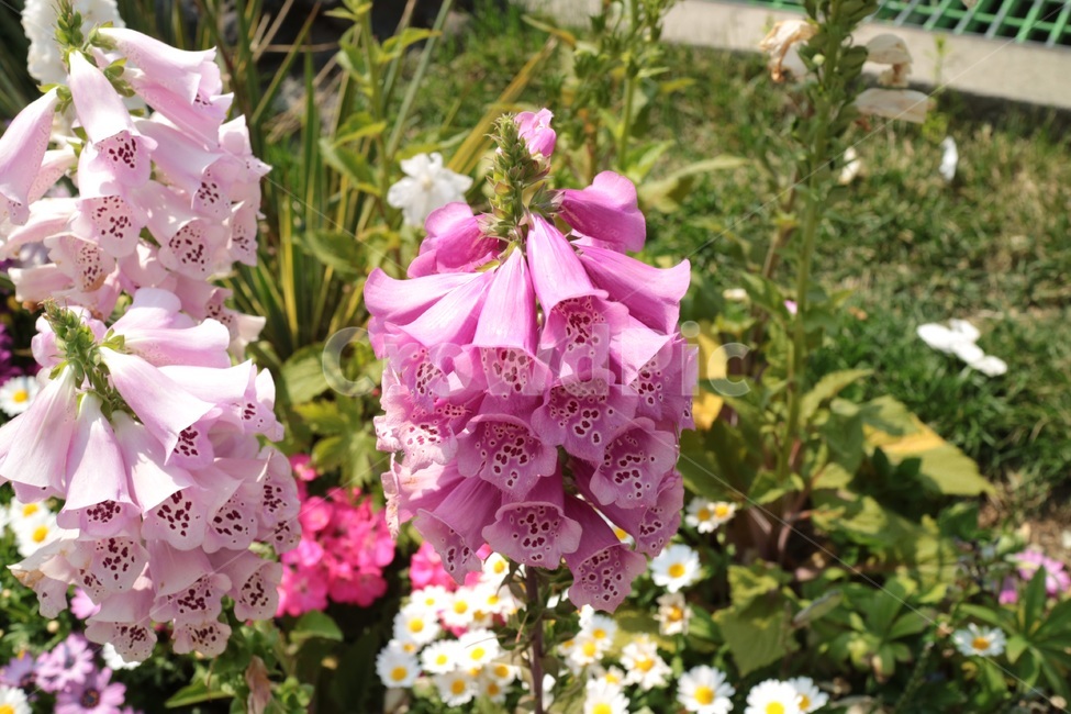 plant,식물,blossom,꽃,pink,green