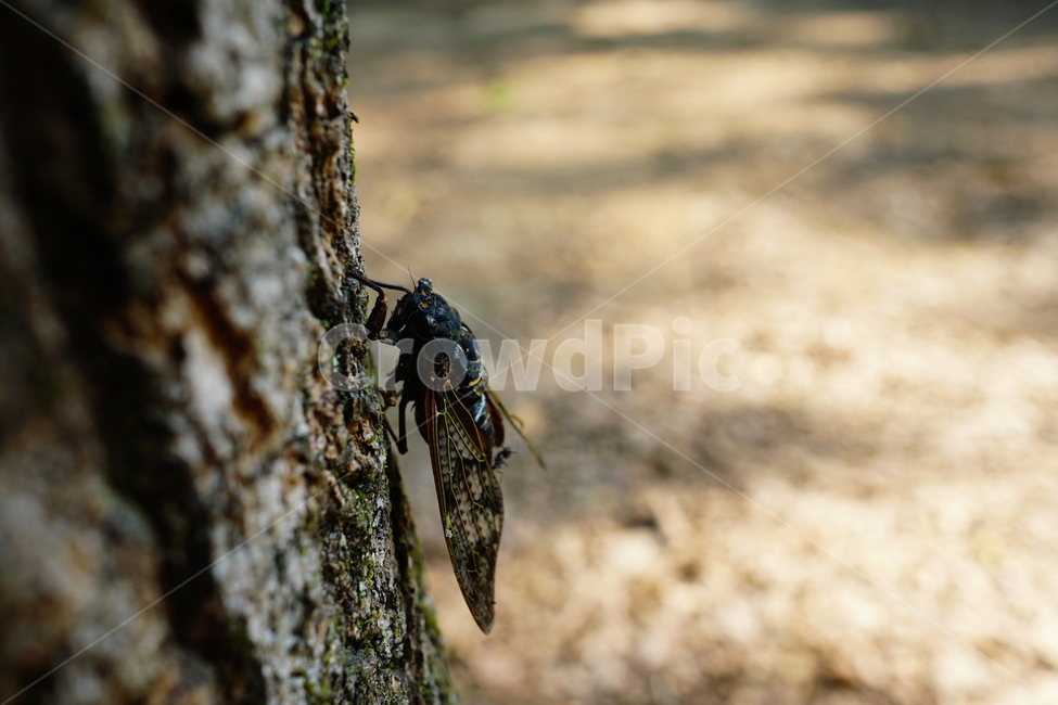 매미,곤충,벌레,자연,insect,cicada,nature,나무,tree,여름,8월,식물,숲,숲속,수목원,closeup,접사,summer,august,plants,동물,animal,곤충,벌레,insect,bug
