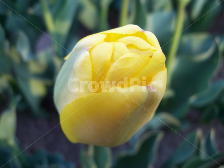 튤립,꽃,식물,야생화,자연,봄,식물,자연,plants,nature,꽃,flower