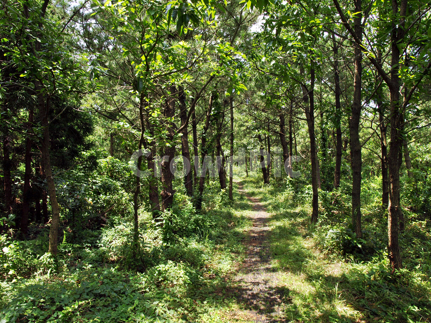 독자봉,오름,올레3코스,올레,제주,서귀포,자연,올레길,자연,풍경,nature,landscape,vegetation,초목,plant,식물,forest,숲,land,땅,outdoors,옥외,tree,나무,woodland,삼림지,grove,작은 숲,path,통로