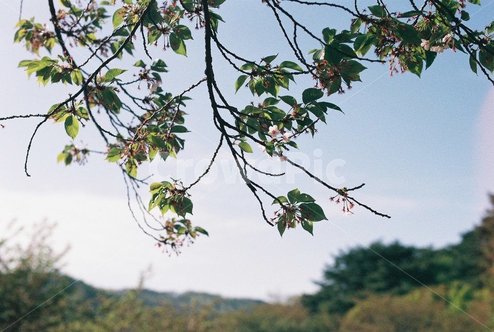 봄,꽃,벚꽃,자연,필름,아날로그,film,analog,flower,spring,nature,풍경,감성,나무,봄,계절,spring,season,식물,자연,plants,nature,꽃,flower,plant