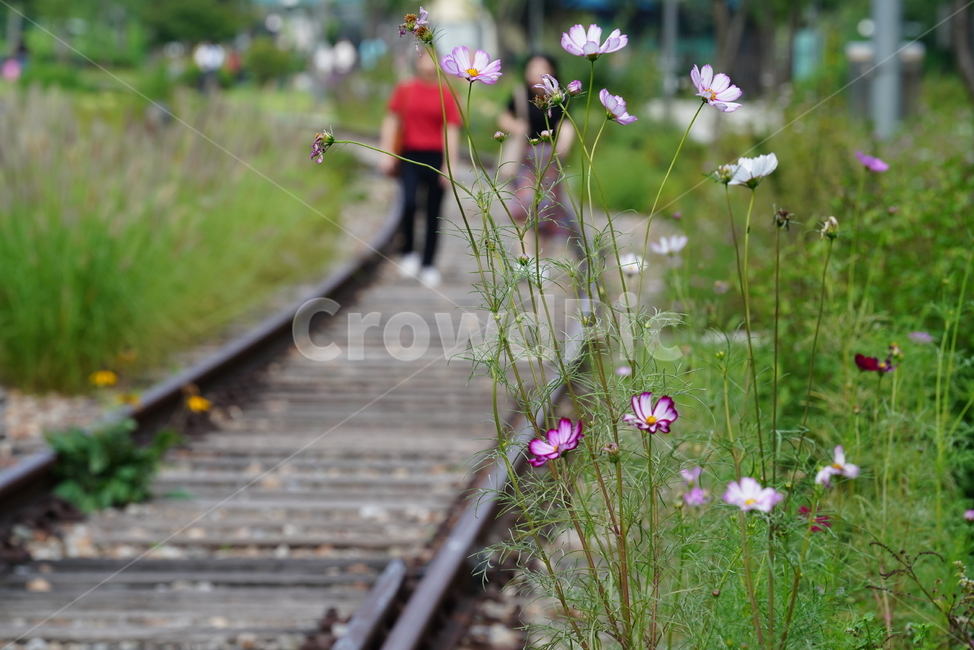 철길,레일,rail,길,철,기찻길,교통,코스모스,꽃,식물,교통,교통수단,traffic,transportation