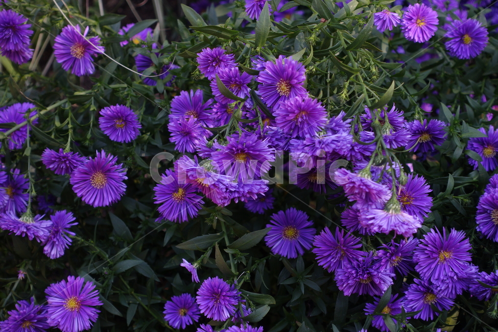 꽃,flower,blossom,purple,식물,plant,식물,자연,plants,nature,꽃,flower