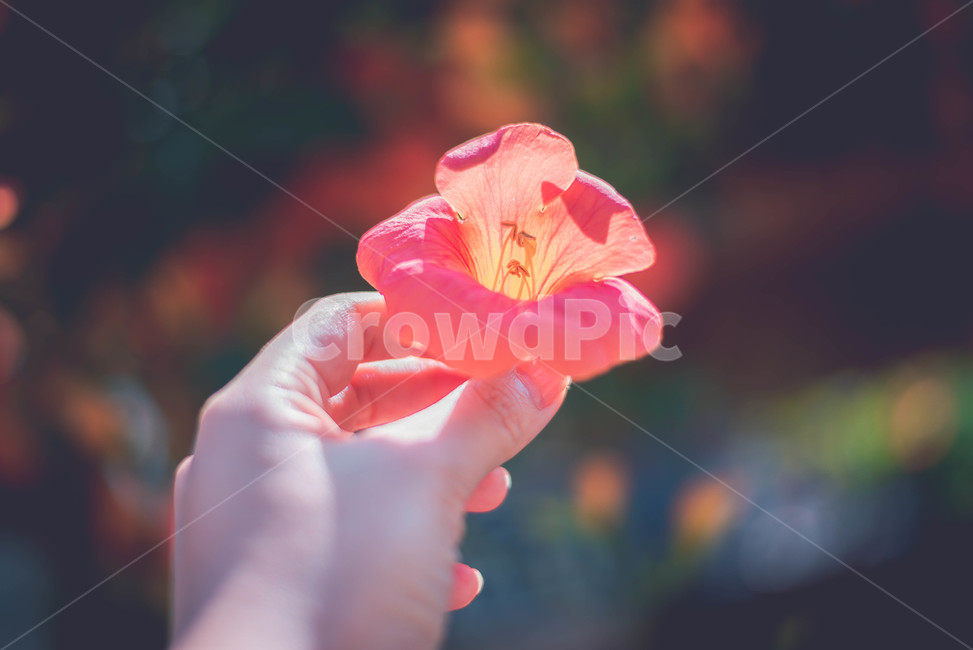 능소화,식물,꽃,주황색,여름꽃,식물,자연,plants,nature,꽃,flower,감성,sensible,feeling,색깔,색상,색채,색감,color sense,color sensitivity,feeling of color