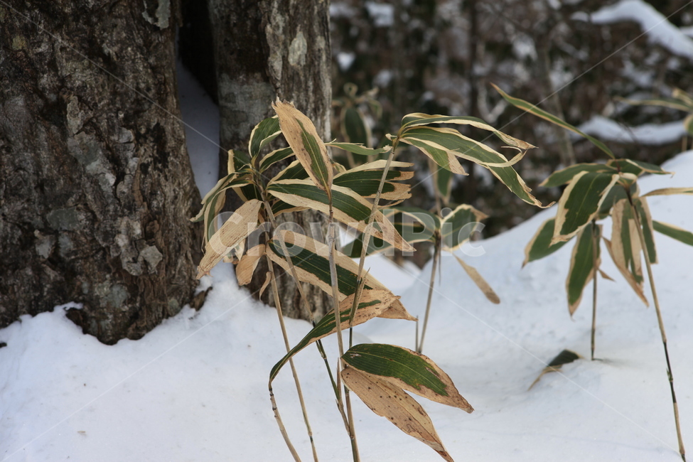 겨울,조릿대,대나무,눈,풍경,겨울,계절,winter,season,식물,자연,plants,nature
