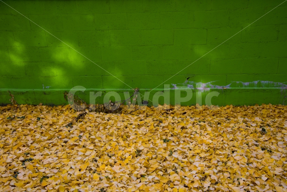 담벼락,낙엽,은행,초록,노랑,가을,계절,fall,autumn,season,식물,자연,plants,nature,plant