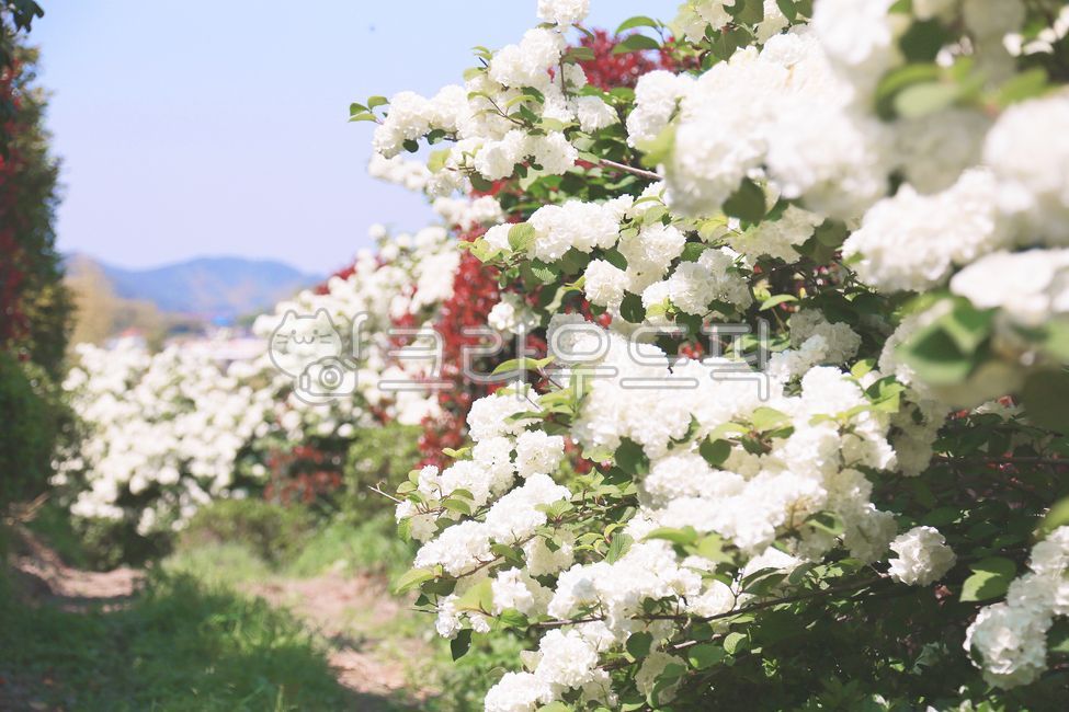 spring flowers,guelder rose,white flower,snow shoes,flower garden,garden,flower road,red thorn tree,flower