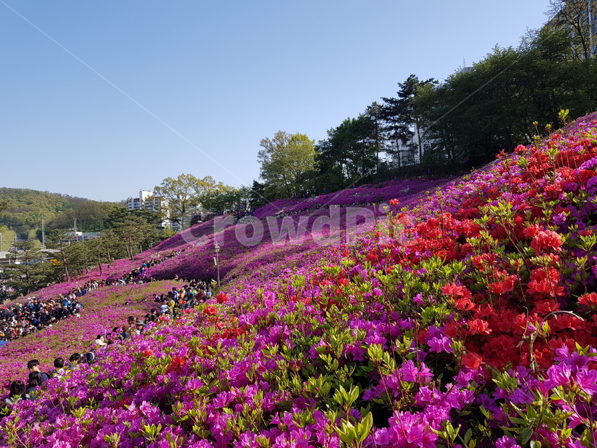 철쭉,꽃,봄,축제,자연,grassland,들,언덕,진달래