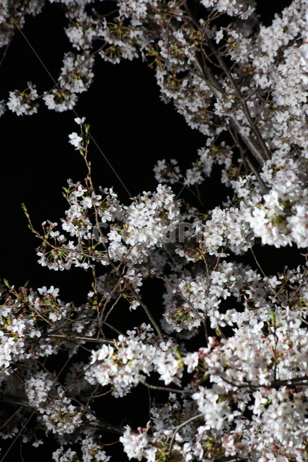 봄,벚꽃,야경,꽃,야간촬영,흰색,흰꽃,봄,계절,spring,season,식물,자연,plants,nature,꽃,flower,plant,blossom,cherry blossom