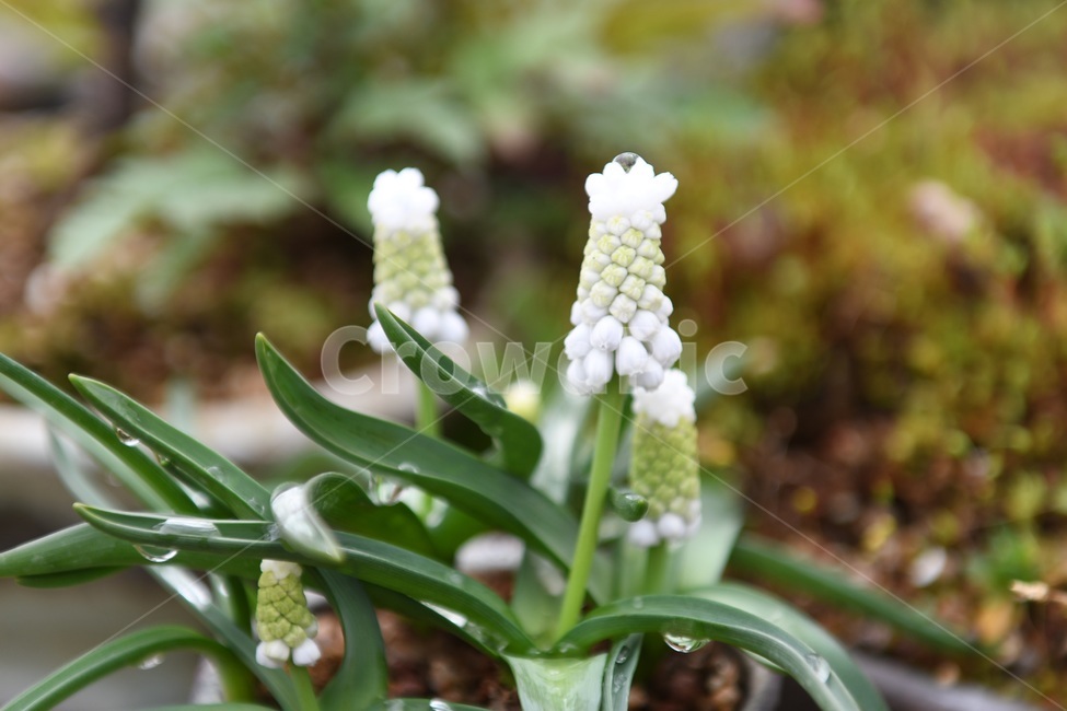식물,꽃,감성사진,자연,flower,꽃사진,봄,봄꽃,계절,빗방울,비,감성,4월,spring,힐링,자연풍경,풍경,봄,계절,spring,season,식물,자연,plants,nature,plant,blossom