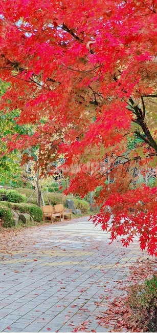 단풍,잎,나무,tree,plant,가을