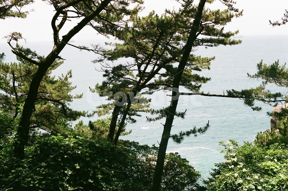 정원,공원,나무,숲,산책,tree,plant,식물,conifer,구과 식물,fir,전나무,자연,풍경,nature,landscape