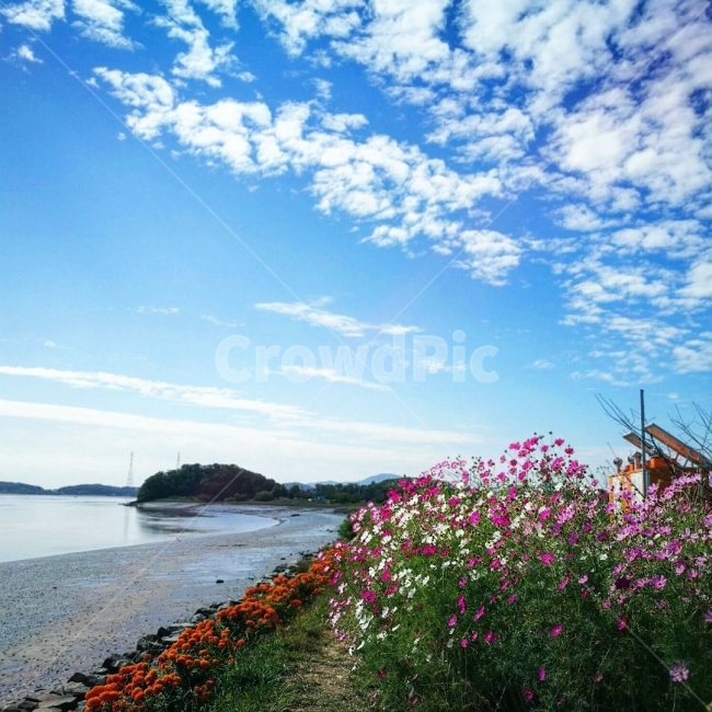 강화도,바다,코스모스,가을,바닷가,가을,계절,fall,autumn,season,자연,풍경,nature,landscape,해변,바다,beach,sea